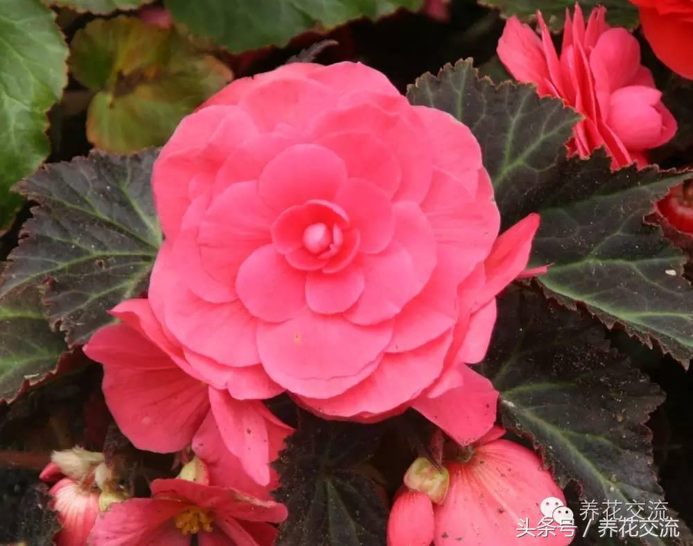 花卉最长寿命排名,五种养不死的花卉