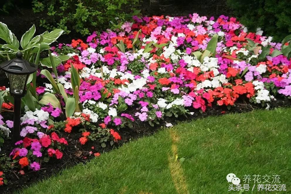 花卉最长寿命排名,五种养不死的花卉