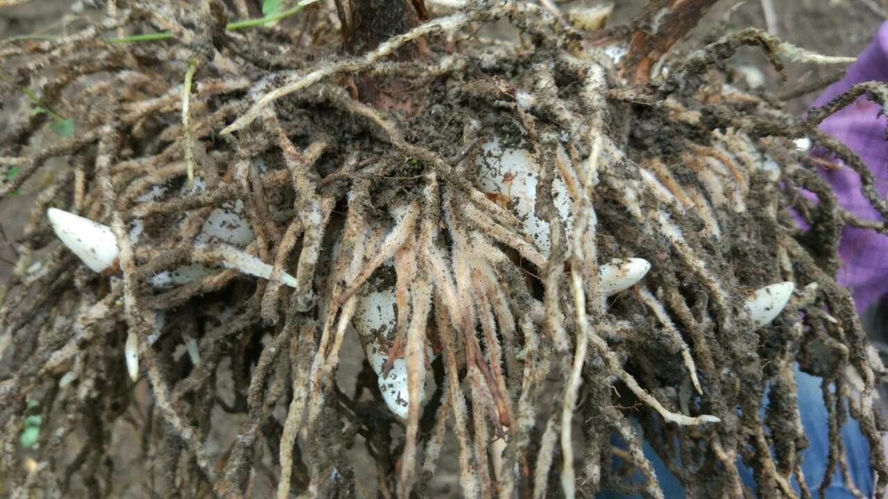 中药白芨明年行情,今年中药白芨市场已饱和了吗