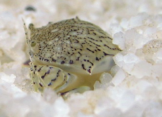 又到了吃螃蟹的季节怎样挑选螃蟹,如何正确挑选食用螃蟹你都知道吗