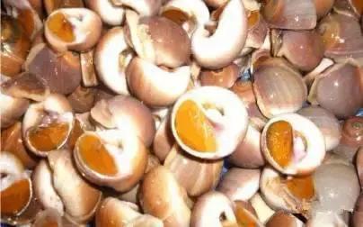 羊口开海！倒计时一天！第一网吃起来！看完哈喇子流一地