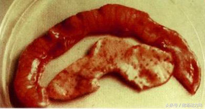 母猪流粘液一个星期怎么回事,母猪拉白色粘液是什么原因