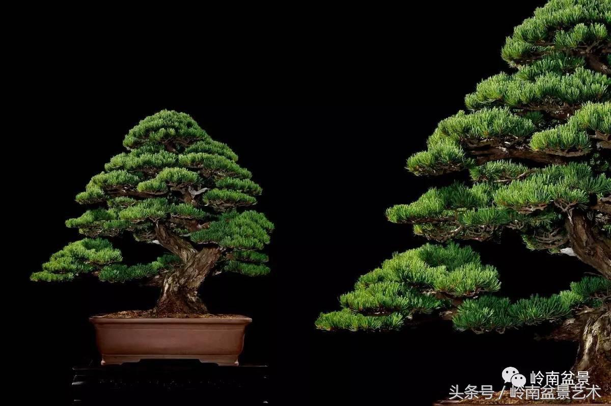 五针松和大阪松哪个好盆栽 (大阪松比五针松哪种更名贵)