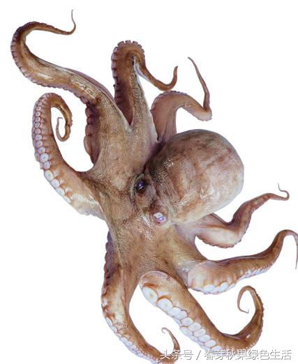 章鱼鱿鱼墨鱼乌贼八爪鱼的区别,鱿鱼章鱼八爪鱼墨鱼乌贼