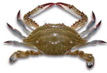 又到了吃螃蟹的季节怎样挑选螃蟹,如何正确挑选食用螃蟹你都知道吗