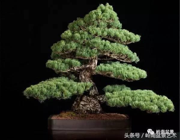 五针松和大阪松哪个好盆栽 (大阪松比五针松哪种更名贵)