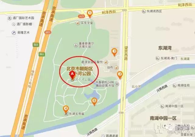 厚积薄发银杏,望京公园和大望京公园哪个好