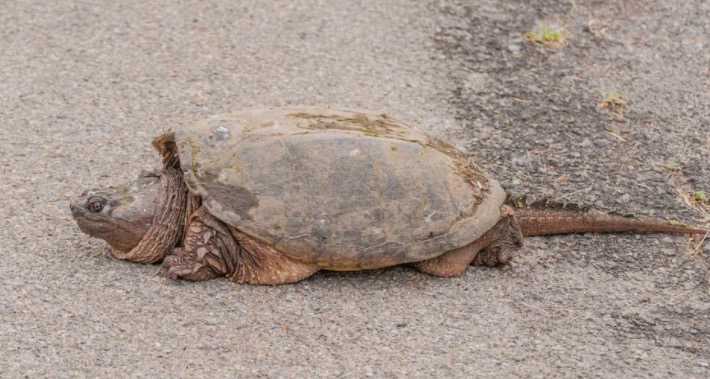 鳄龟该怎么养才养得好,鳄龟适不适合家庭养怎样养好鳄龟