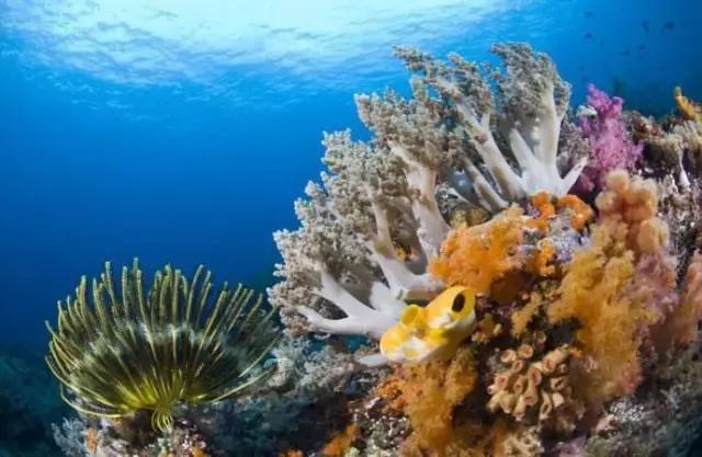 爱上邮轮的十个理由,爱上潜水的理由