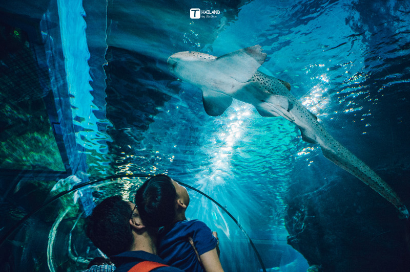 带你一起去泰国看海,回忆那年在泰国踏浪看海