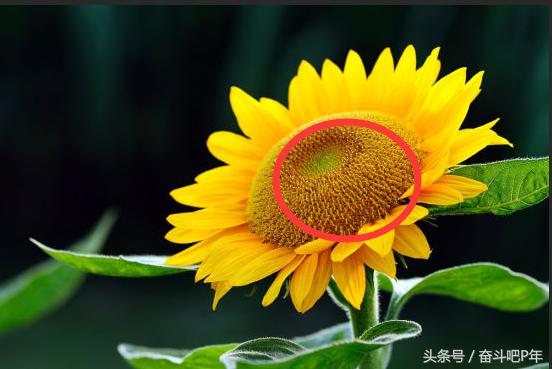 ps入门之基础图层蒙版的基本概念,ps使用过程中图层蒙版的基础使用