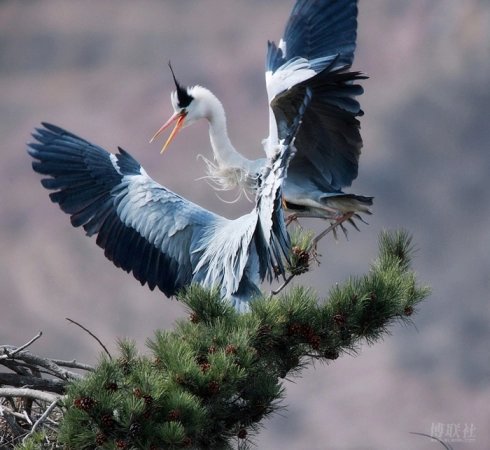 闲云野鹤曲子赏析,古曲闲云野鹤