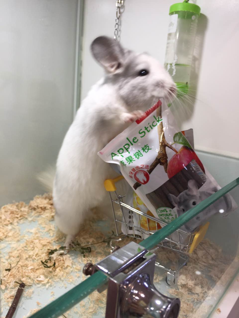 宠物龙猫原视频,宠物龙猫百科知识视频