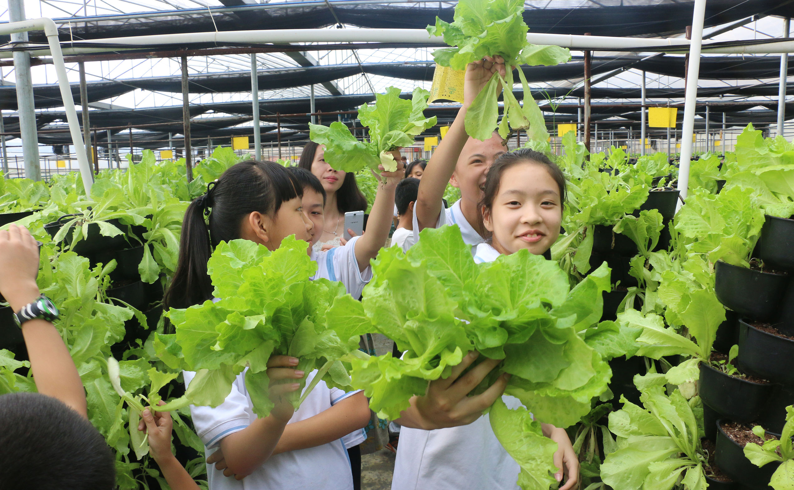 揭秘有机蔬菜种植技术论文,有机蔬菜种植技术加盟