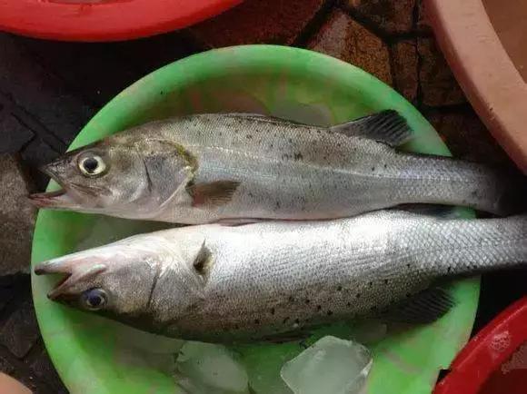 羊口开海！倒计时一天！第一网吃起来！看完哈喇子流一地