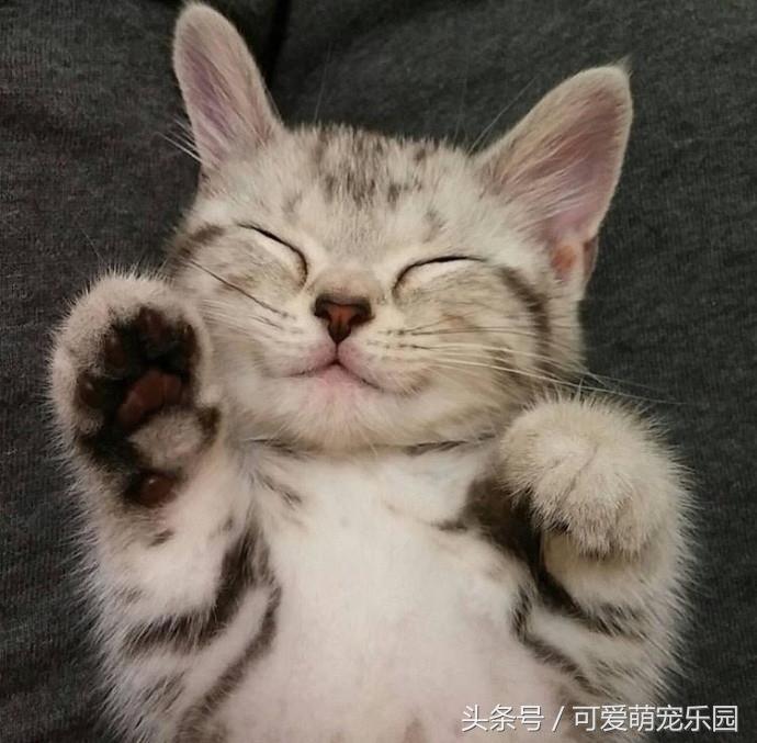 爱睡懒觉的喵大人,喜欢睡懒觉的猫猫