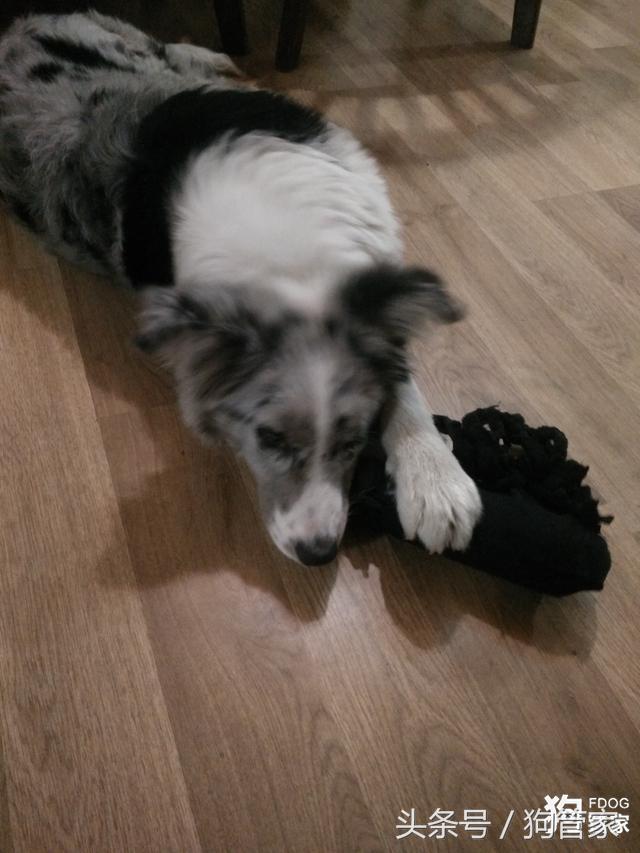 你们的边牧都是怎么养的,养一只大的边牧还可以听话吗