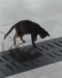 每日逗你一乐：今天我终于见到秋名山车神了