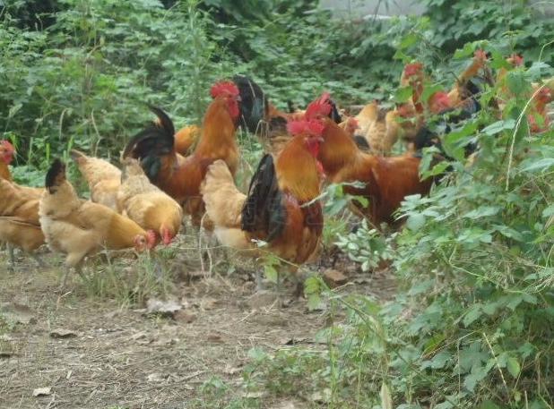 全国排名前十的东北硬菜，原来是靠这10种农产品成名的！