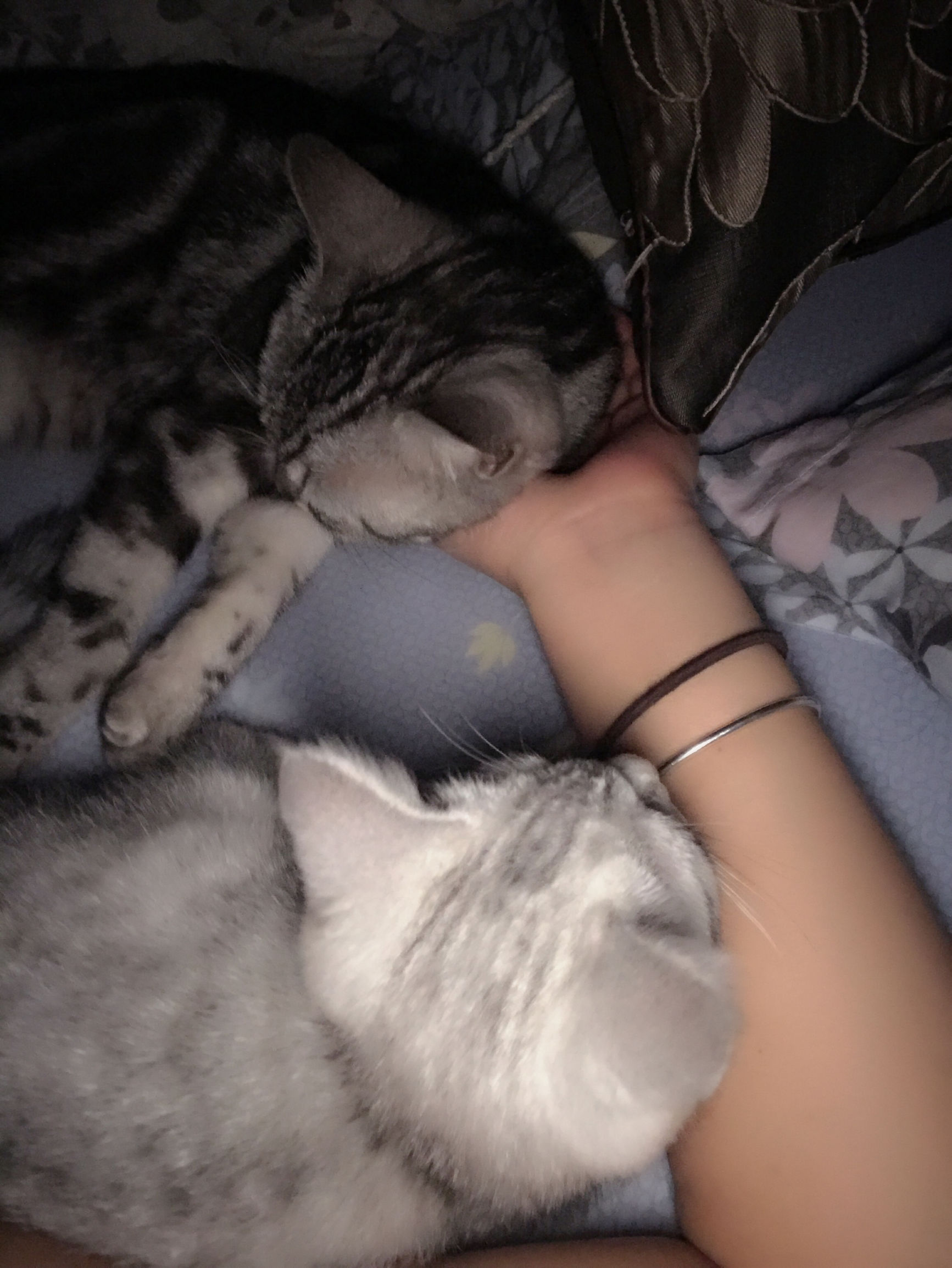 铲屎官你们都怎么养喵?你以为最好养几只喵?