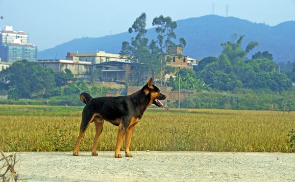 中国农民养这10动物不仅做宠物还赚钱,感情深了更是满满地感动