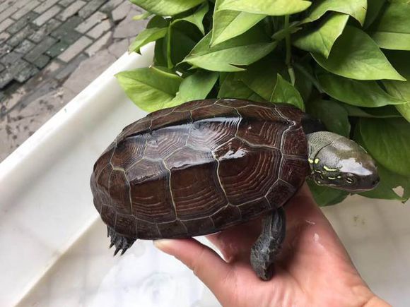 乌龟得腐皮病治疗方法,乌龟腐皮病如何治