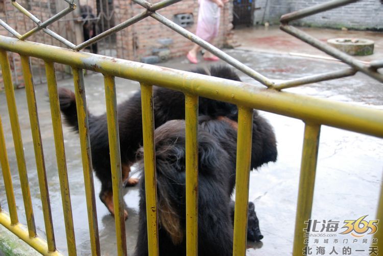 陈荣华北海,北海人的一天