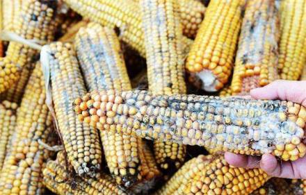 高温能不能消灭癌细胞,高温杀不死的致癌物质