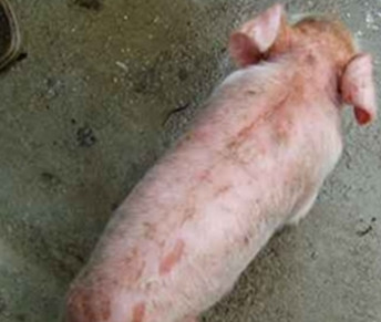猪渗出性皮炎怎么治,渗出性皮炎严重的猪能治好吗