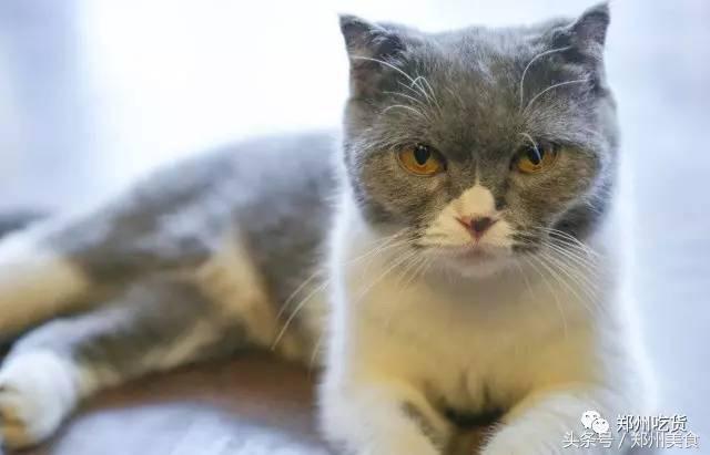 喵~铲屎官注意，郑州东区这家小店各种萌喵环绕，桌上披萨有料！