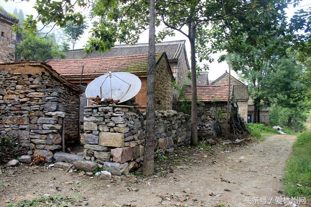 深山老林两口子原始方法打谷子称野猪经常毁坏庄稼到手的太少