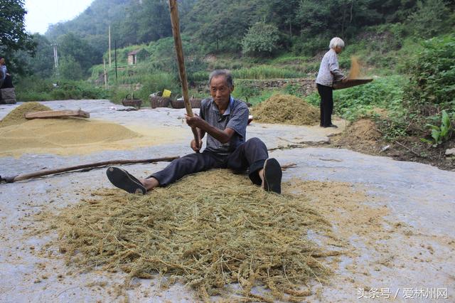 深山老林两口子原始方法打谷子称野猪经常毁坏庄稼到手的太少