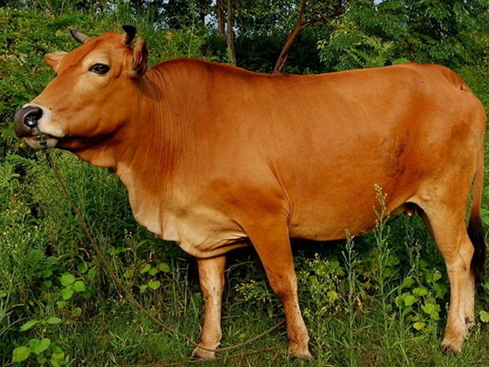 中国农民养这10动物不仅做宠物还赚钱,感情深了更是满满地感动