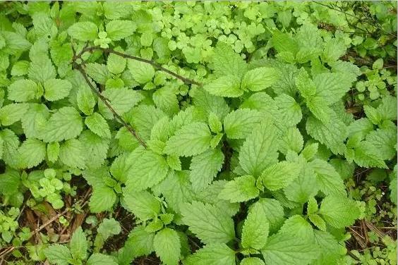 十种生长在你脚边的中草药你天天踩却不知道它还有奇效