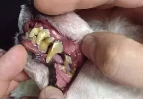 狗狗嘴巴臭,狗狗嘴臭最好解决办法