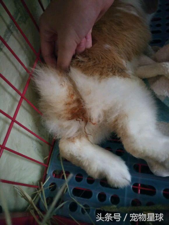 兔子生仔后尿血是怎么回事,兔子每天屎拉很多怎么回事