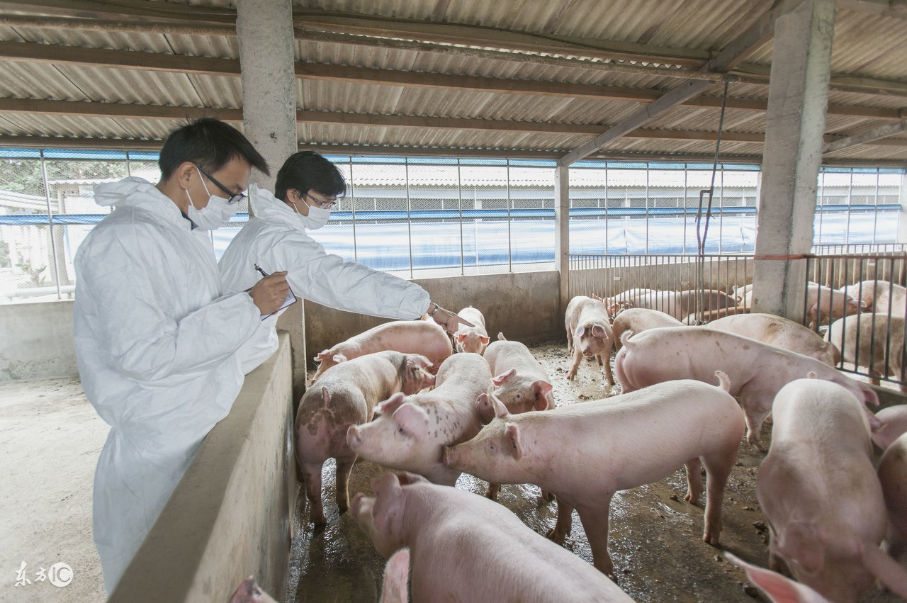 猪腹泻特效药配方,治疗猪腹泻顺口溜