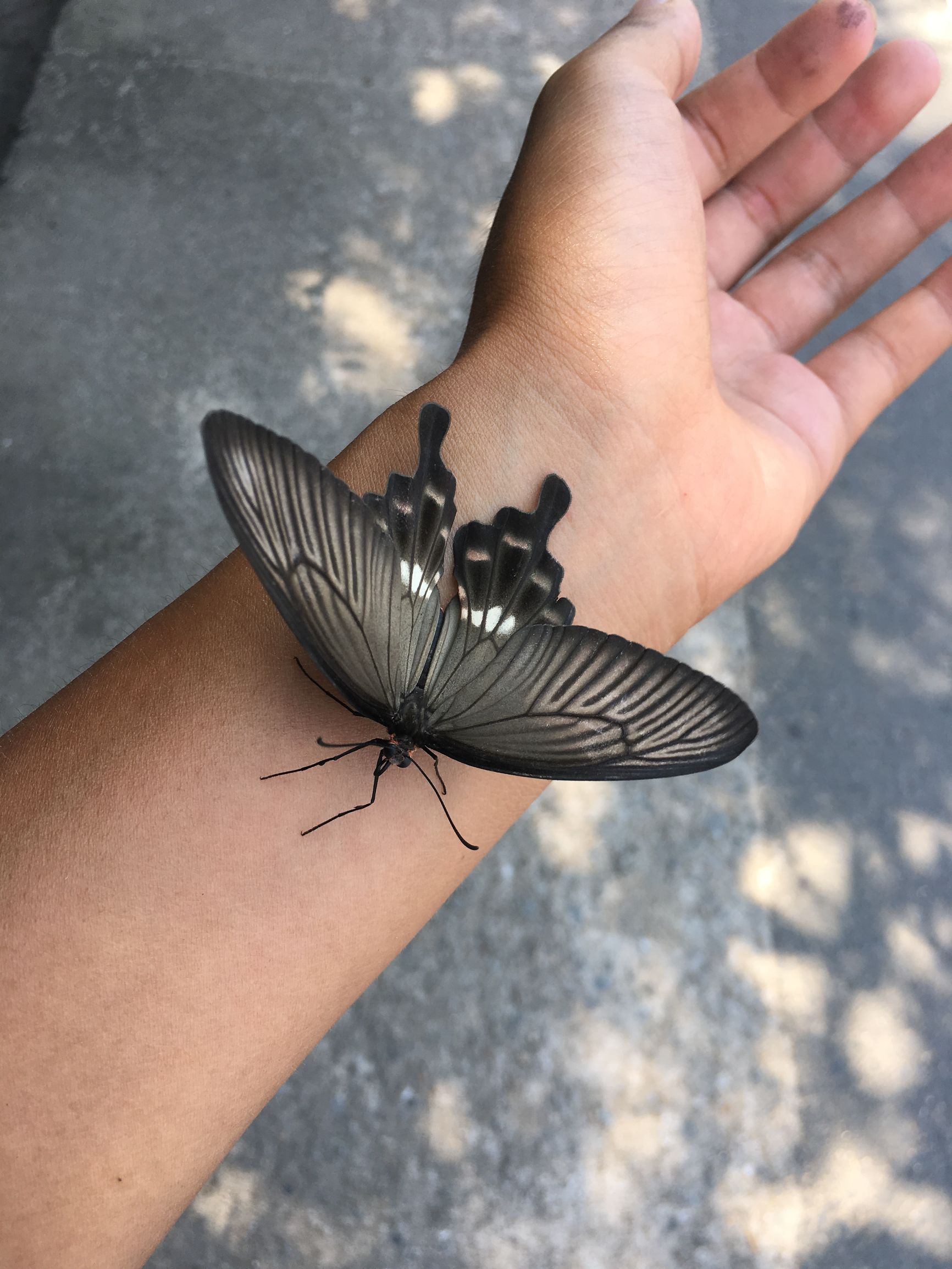 徒步旅行日志第146天，不要再高速逃票了，抵达台州临海沿江镇