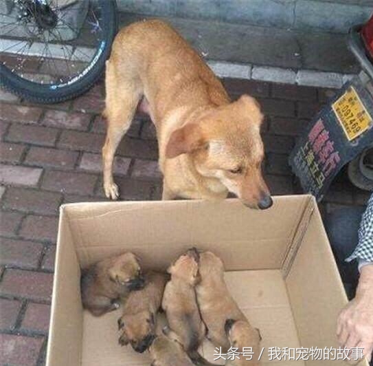 中华田园犬被主人卖到狗肉车上,中华田园犬被卖了偷跑回来