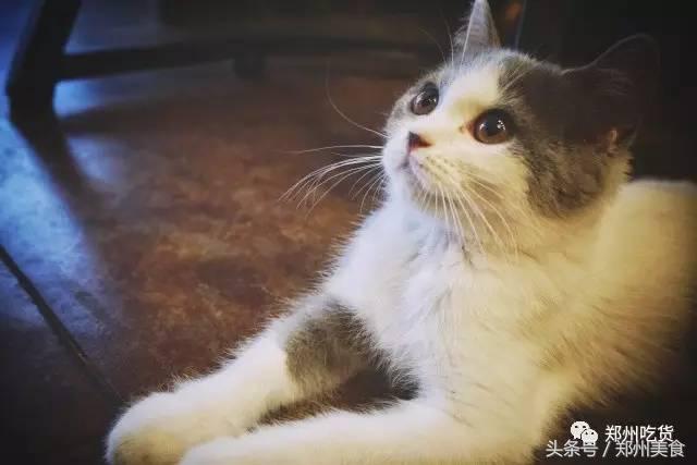 喵~铲屎官注意，郑州东区这家小店各种萌喵环绕，桌上披萨有料！