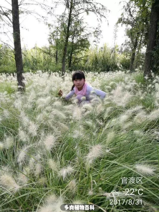 夕阳西下,养多肉的人没有在天涯,在家!