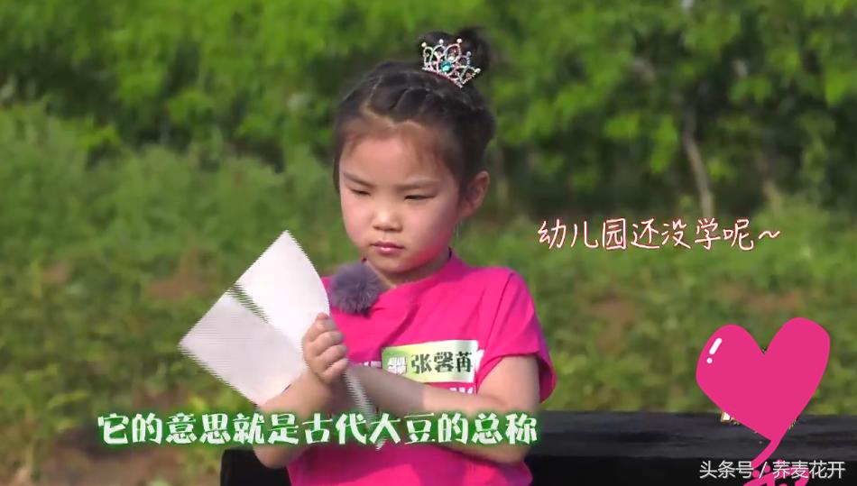 红豆的毒性有多大,红豆毒性是什么