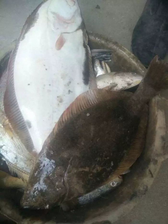 日照海捕海鲜有哪些,日照赶海后抓到的海鲜去哪儿吃