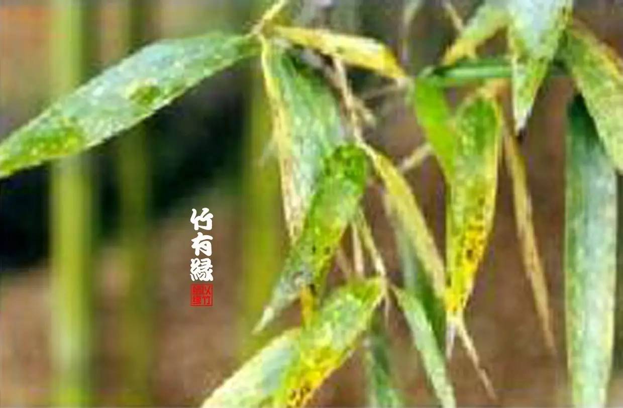 竹病害最佳防治方法,竹子养护小知识