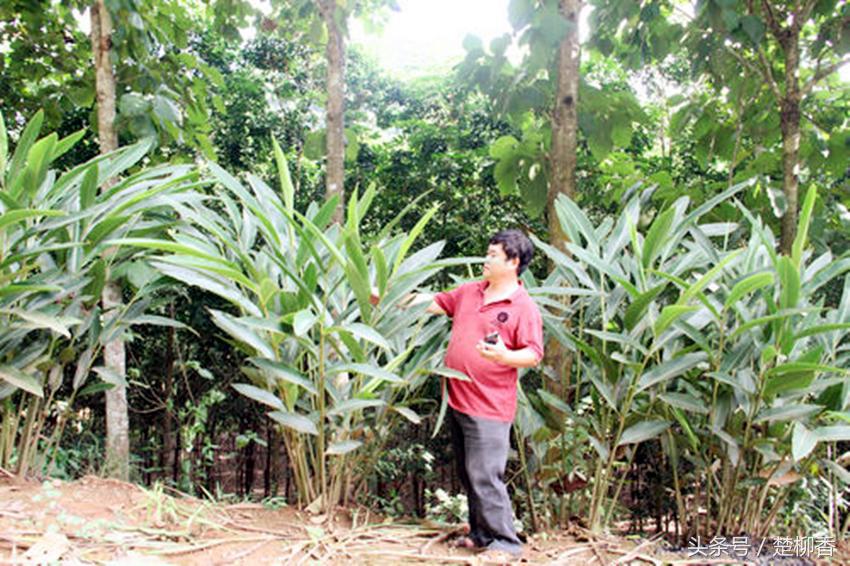 深山不起眼的“它”,竟是我国四大南药，卖100元/公斤！