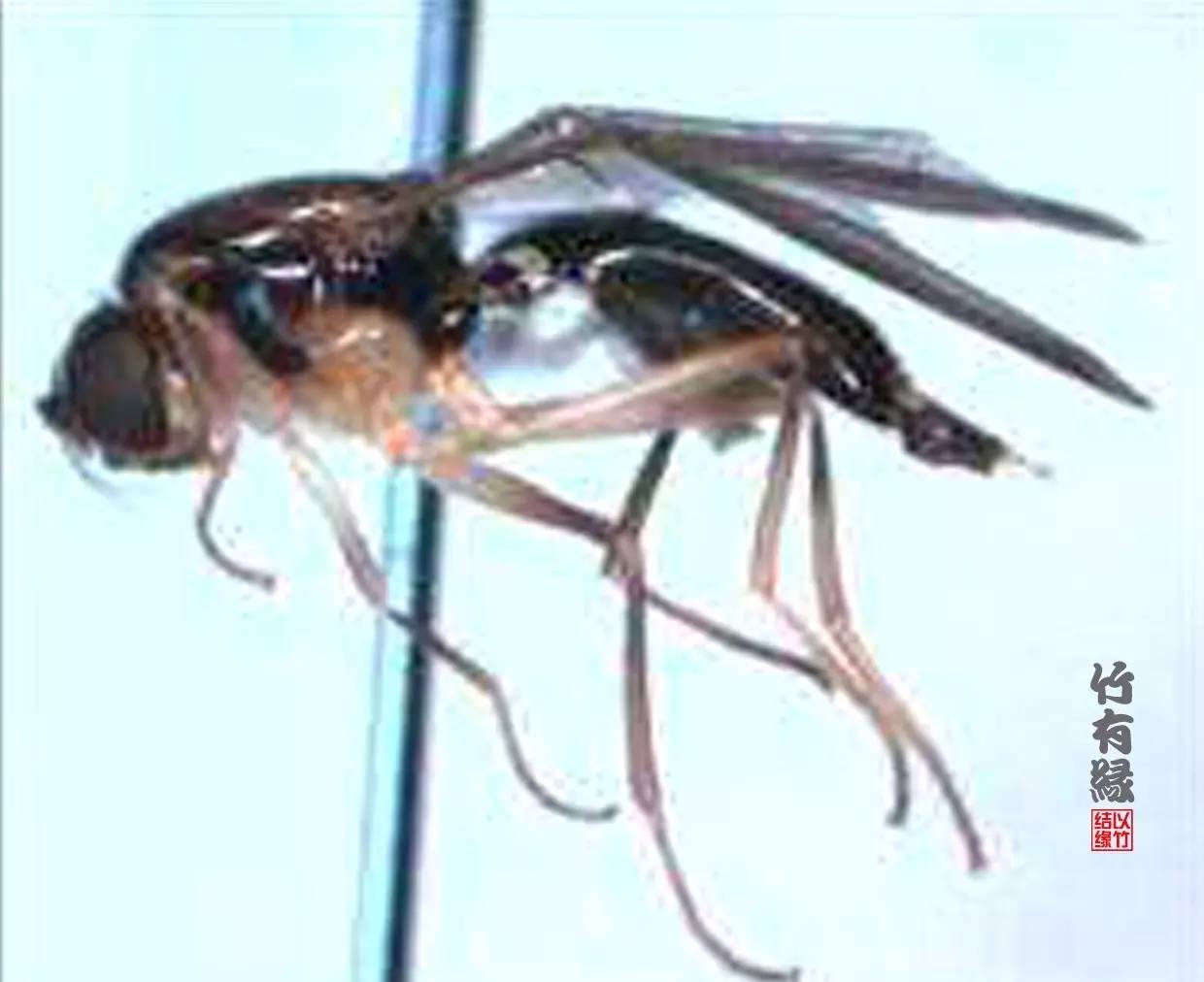 竹病害最佳防治方法,竹子养护小知识