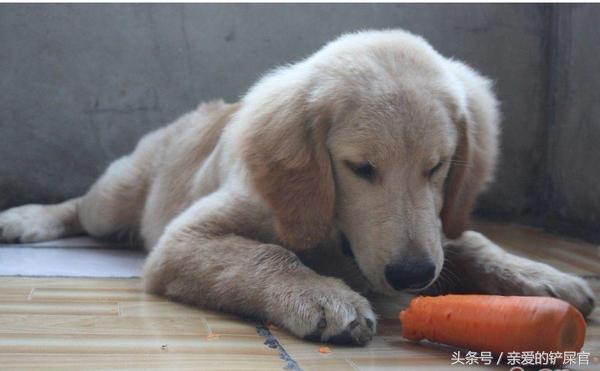 狗狗喜欢乱吃地上的东西怎么办,狗狗喜欢乱吃东西怎样训练