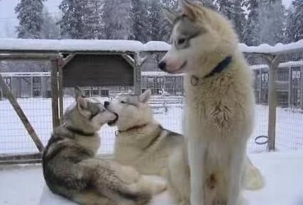 鬼节和中元节是一天吗,中元节是鬼节真有鬼吗