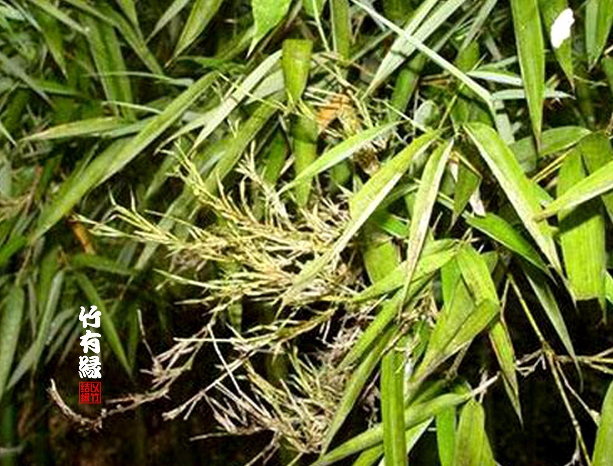 竹病害最佳防治方法,竹子养护小知识