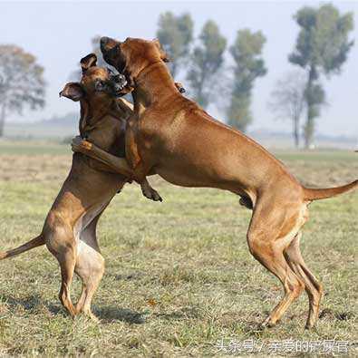 学会这一招狗狗再也不会乱拉乱尿,学会这几招没人再敢欺负你